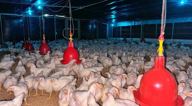 Guárico se posiciona como segundo productor avícola del país